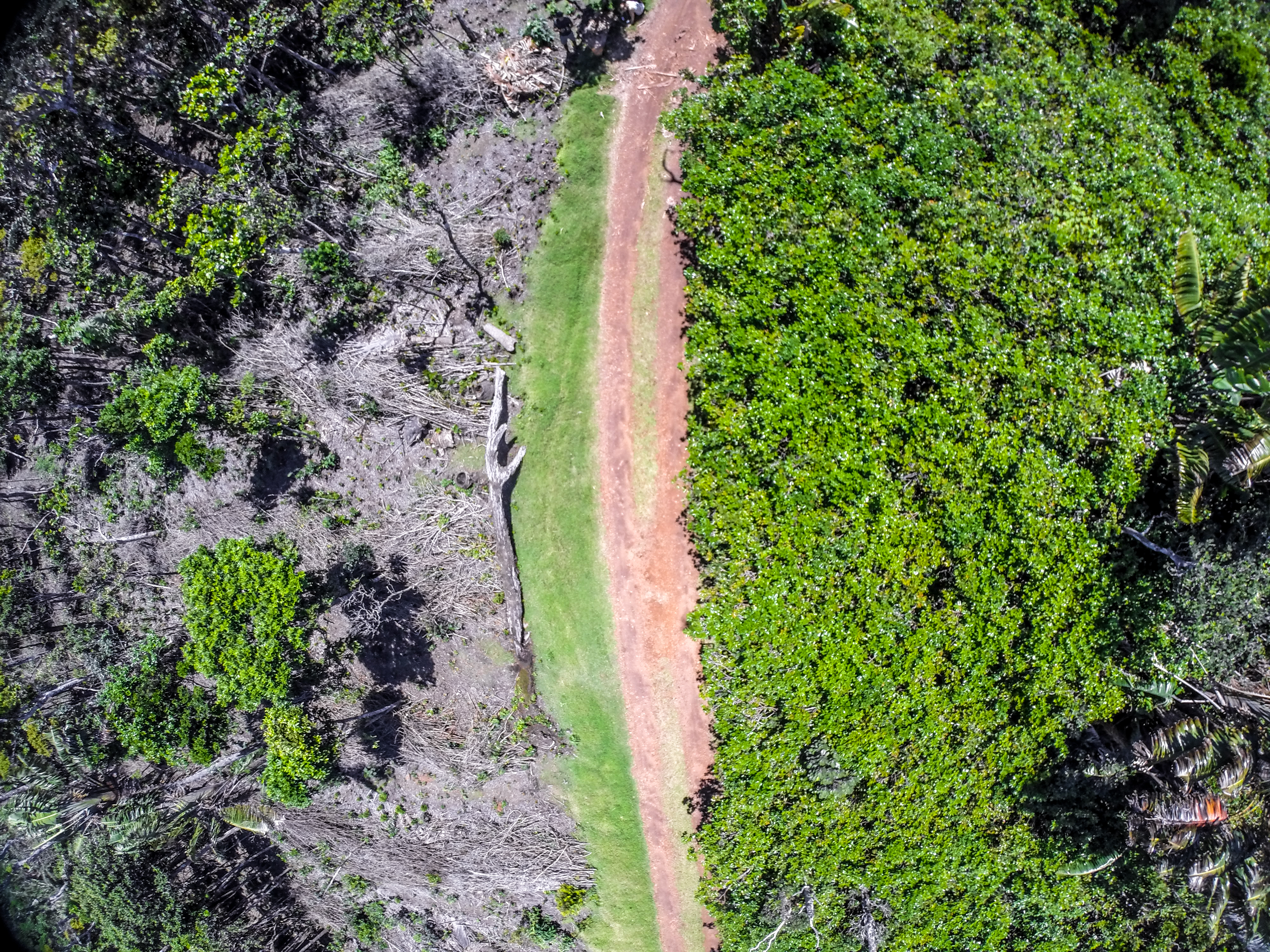 Weeded forest is markedly more open and maneuverable compared to the thick understory of invasive species in non-weeded forests.