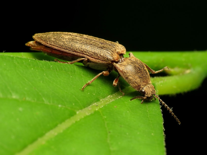 Click Beetles: Everything You Need To Know! 