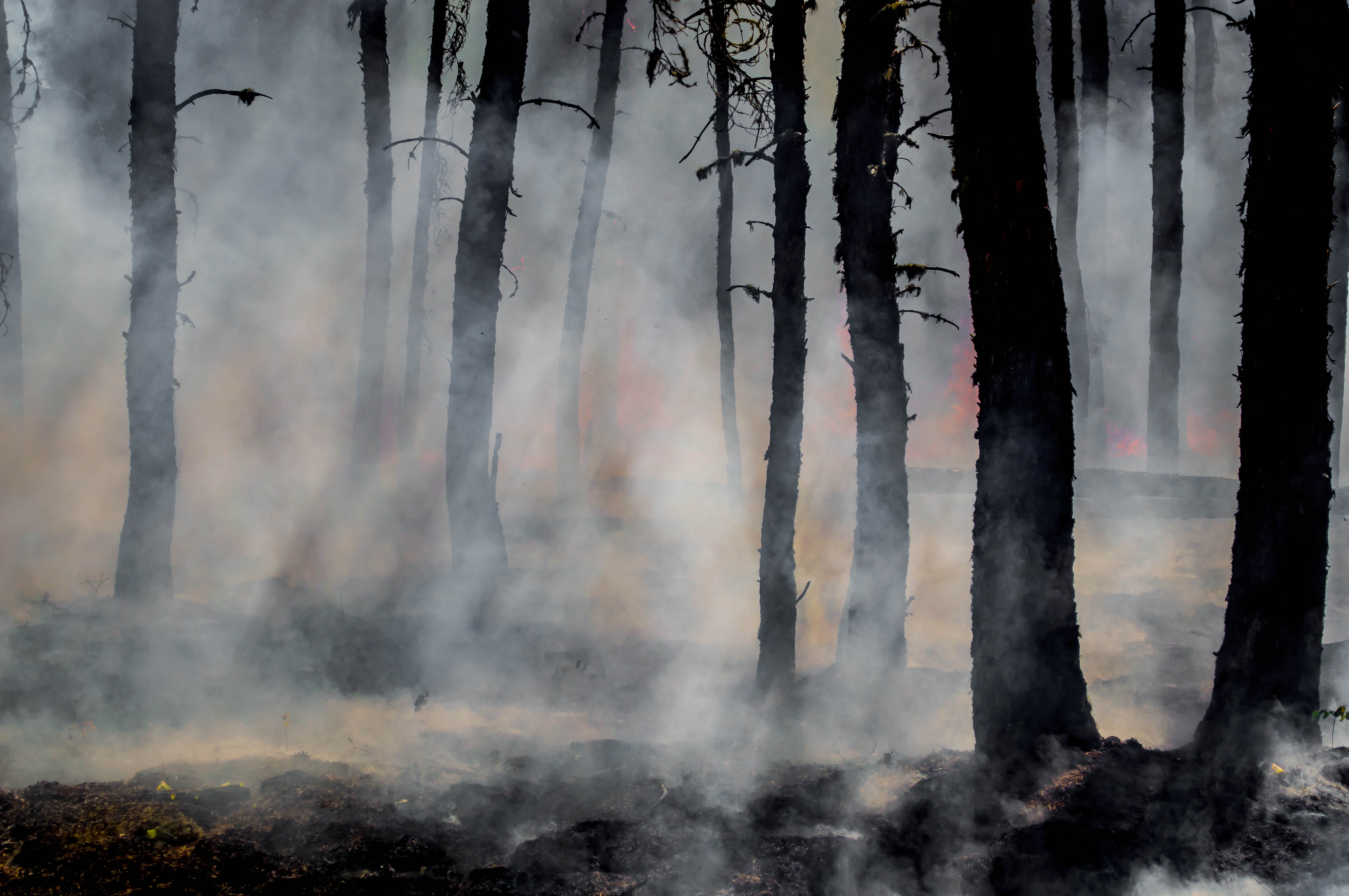 Smoke rises from the floor of a forest after a wildfire.