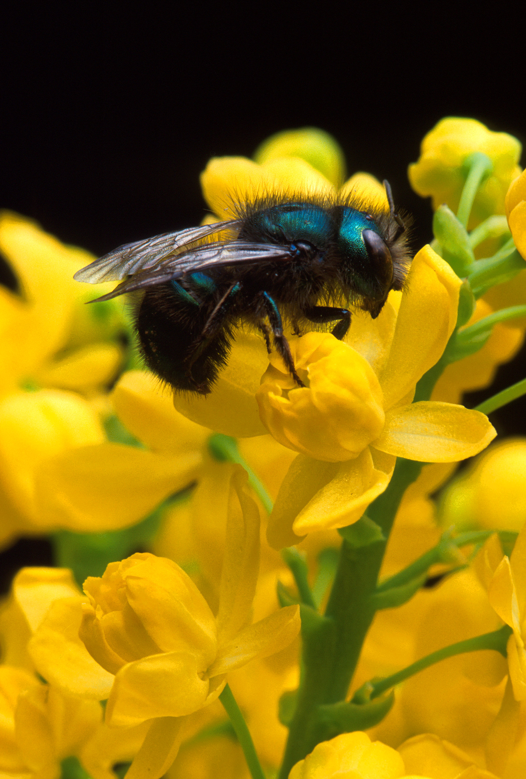 A blueberry bee, Osmia ribifloris, a blue-colored bee native to North America.