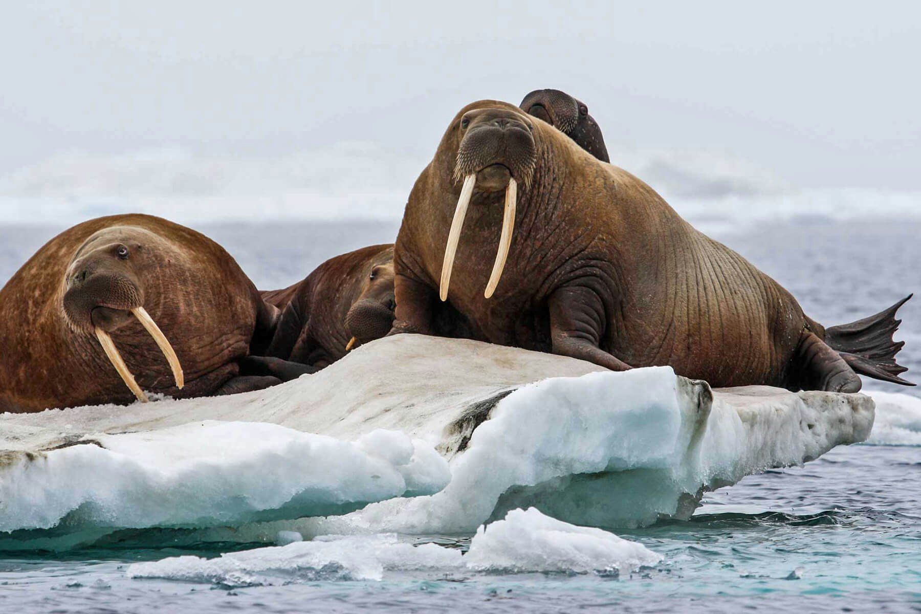 Pacific walruses on an ice floe