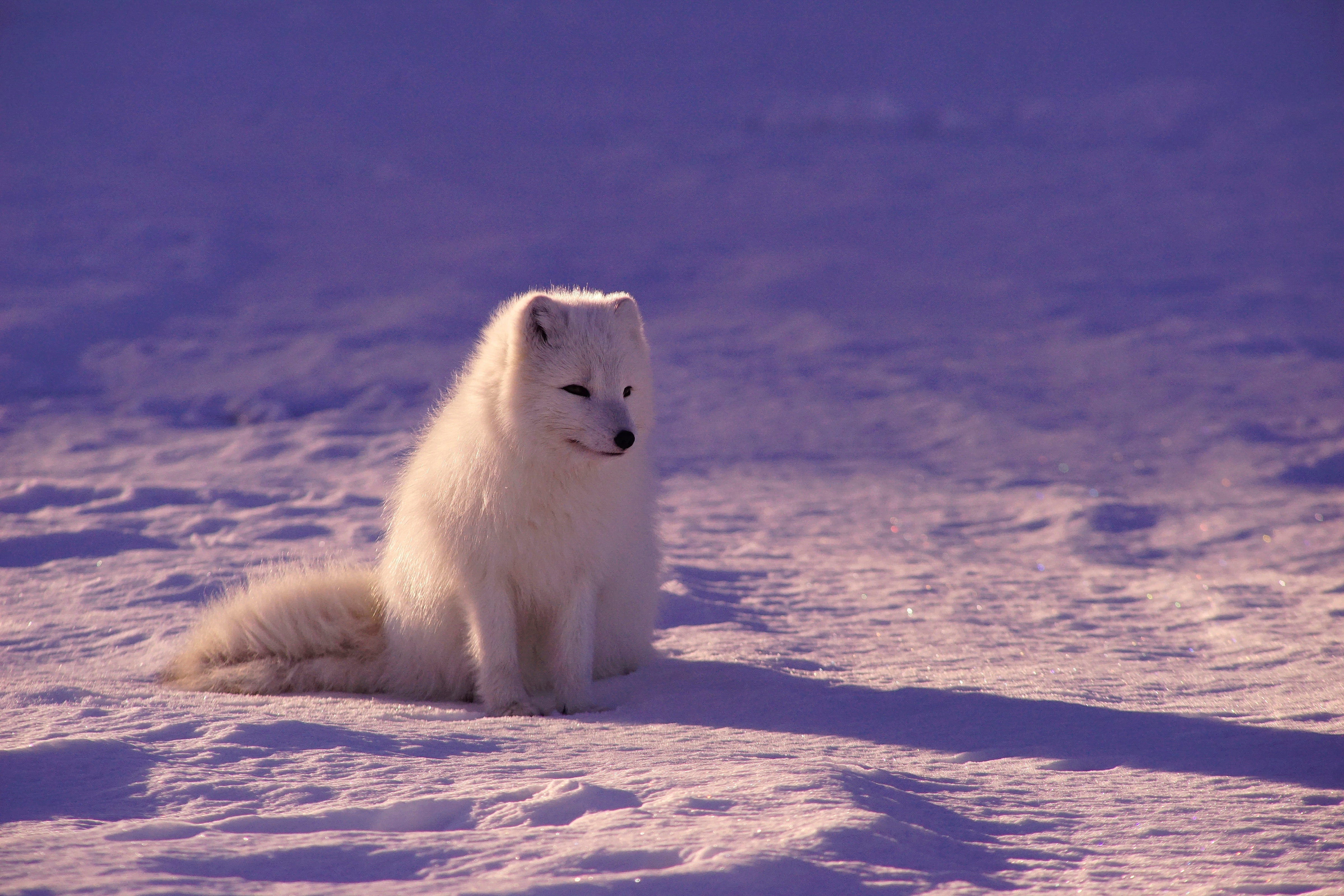arctic fox sitting on snow
