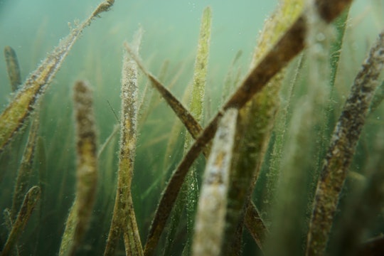 a close up of seagrass