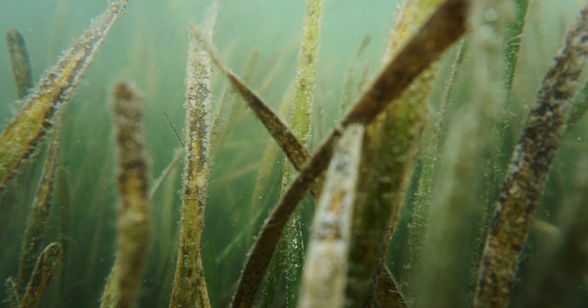 Some seagrasses work harder than others to slow climate change - Massive Science