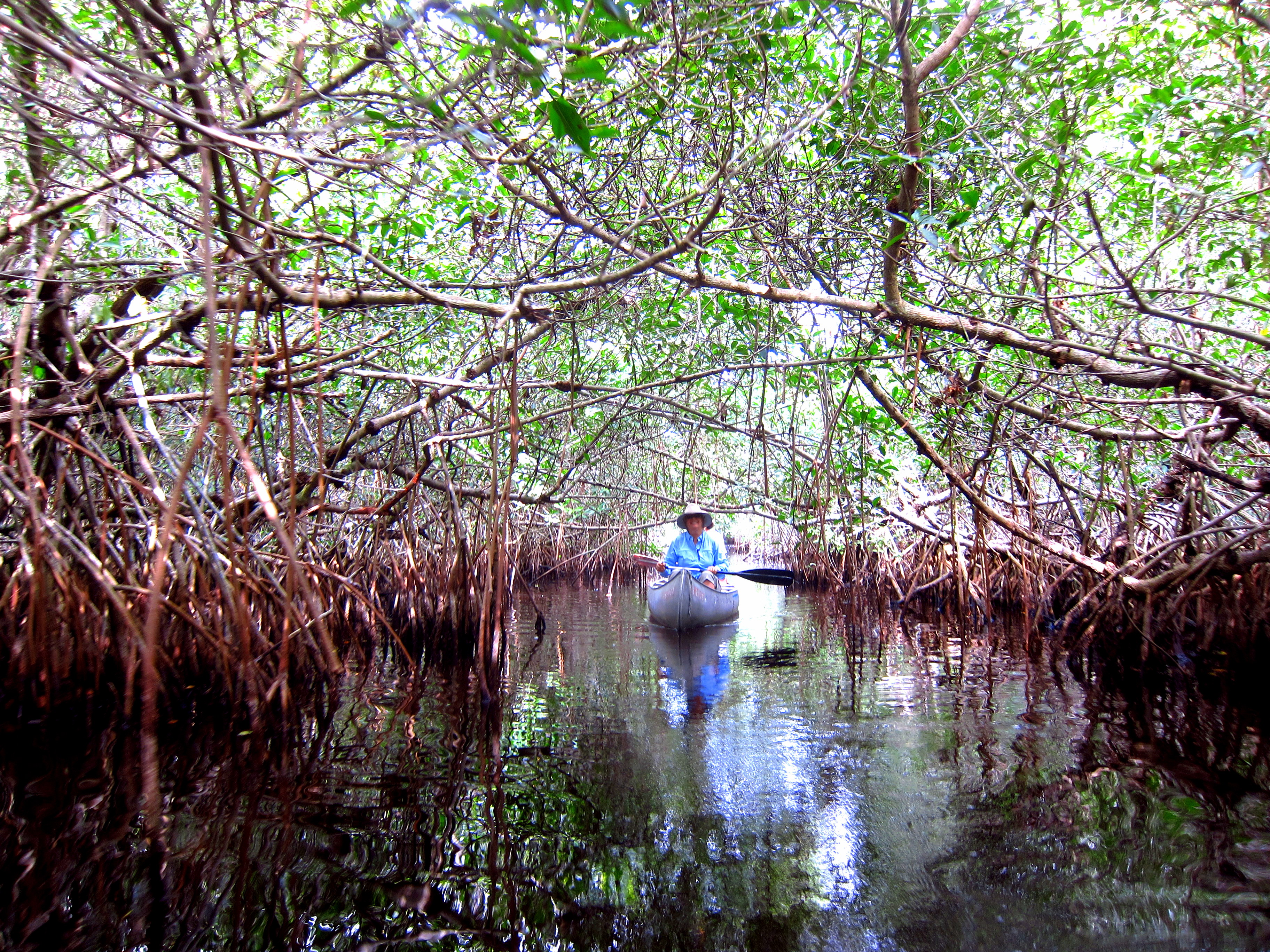 mangrove_ protection