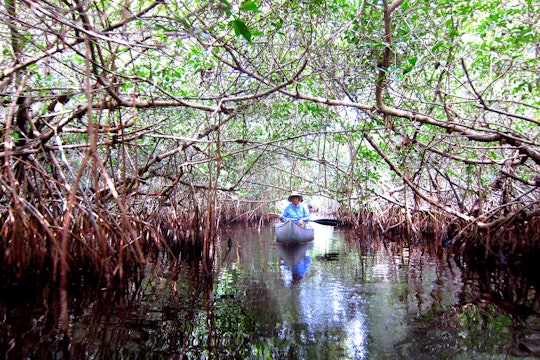 A canoe rows under a thicket of mangrove trees in Big Cypress National Preserve.