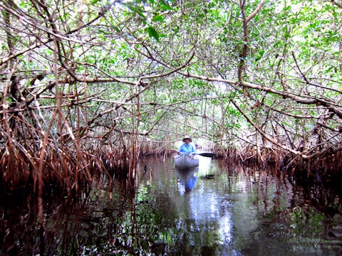 A canoe rows under a thicket of mangrove trees in Big Cypress National Preserve.