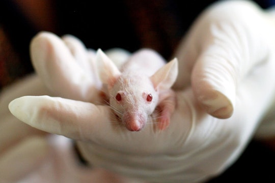 A white mouse held in a scientist's hand.