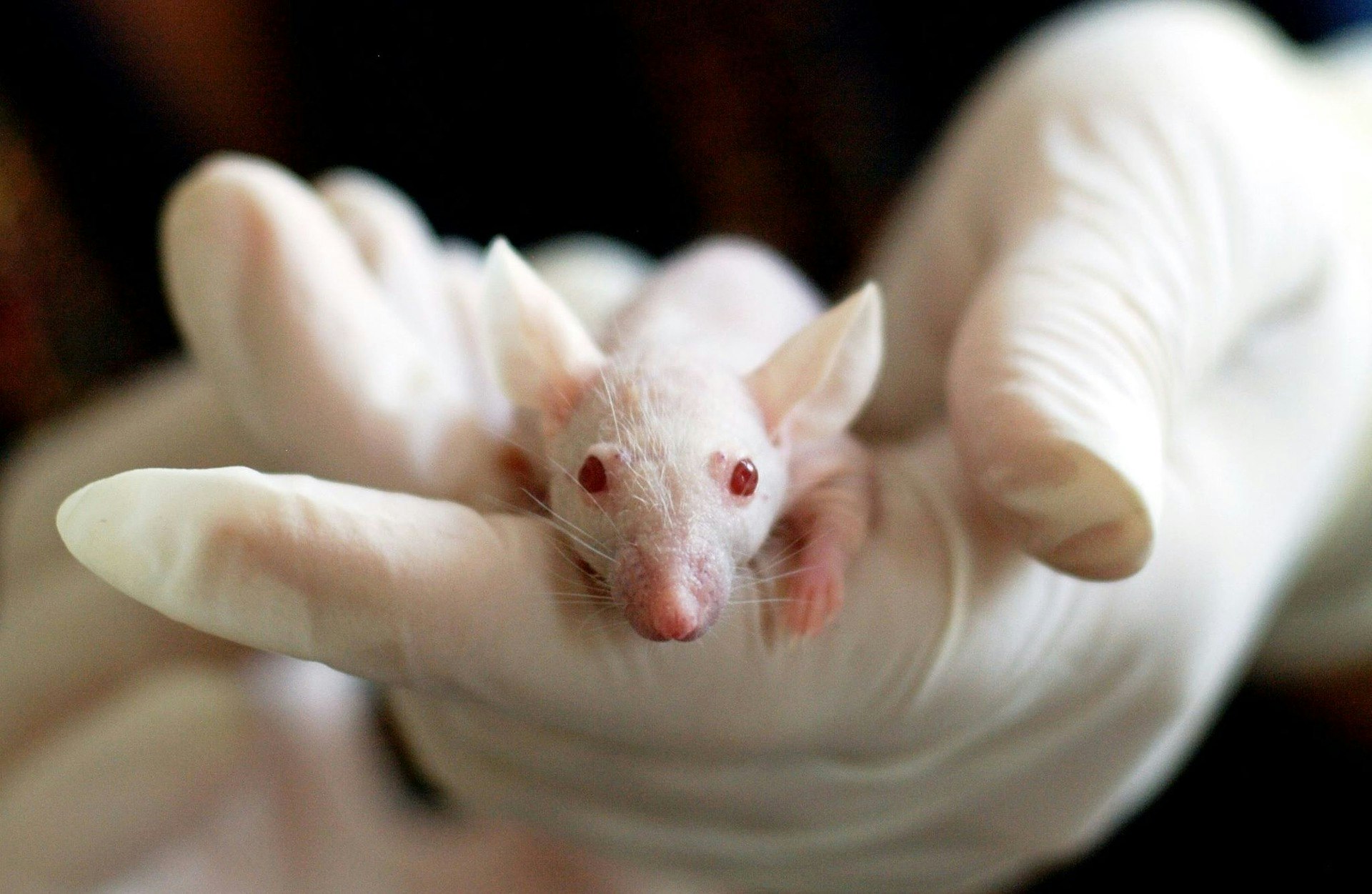 A white mouse held in a scientist's hand.