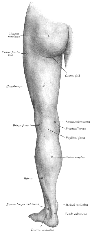The back of the left thigh of a human, with major muscle groups indicated, including the tensor fasciae latae close to the hip bone