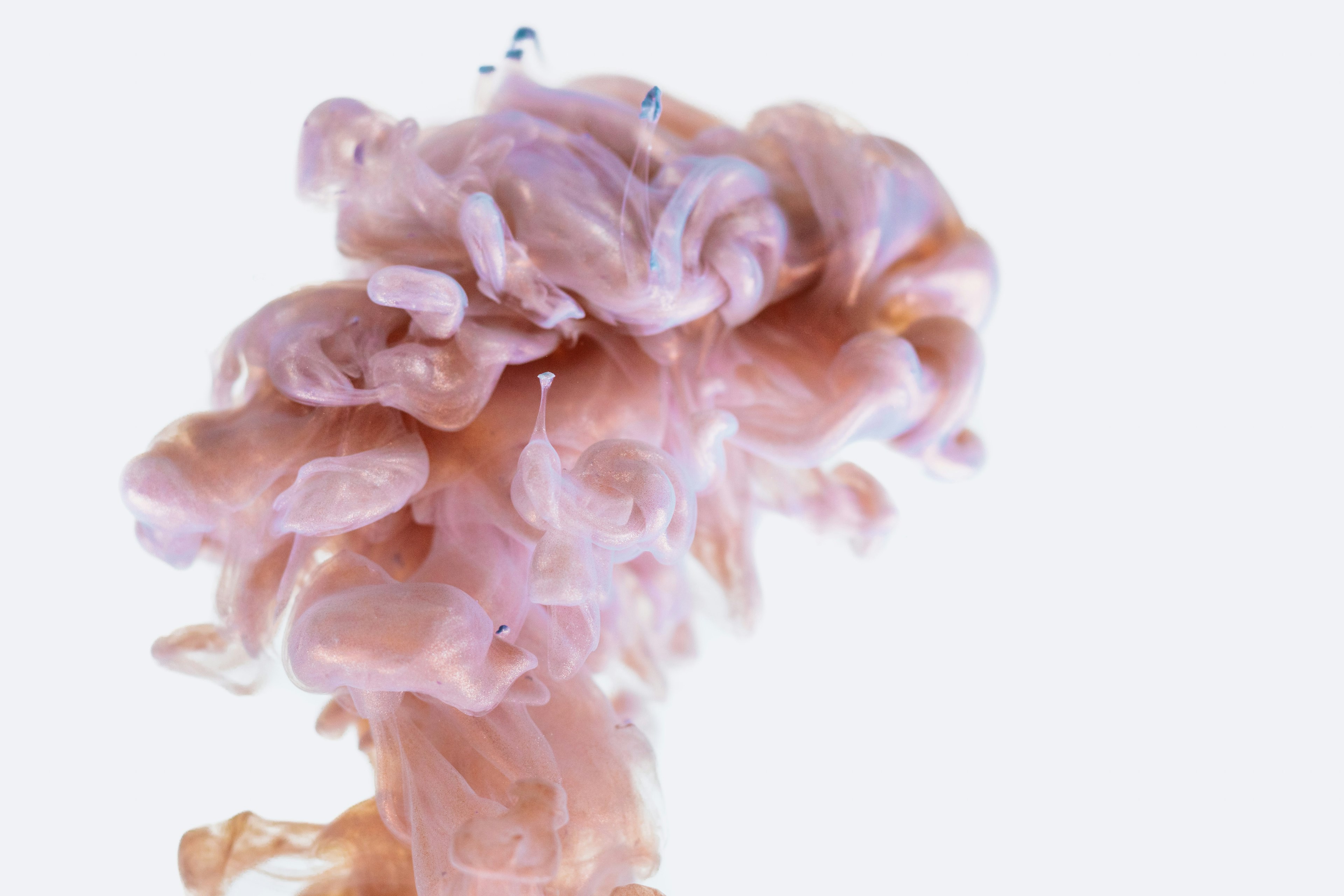 a plume of something pink that looks like a brain on a white background