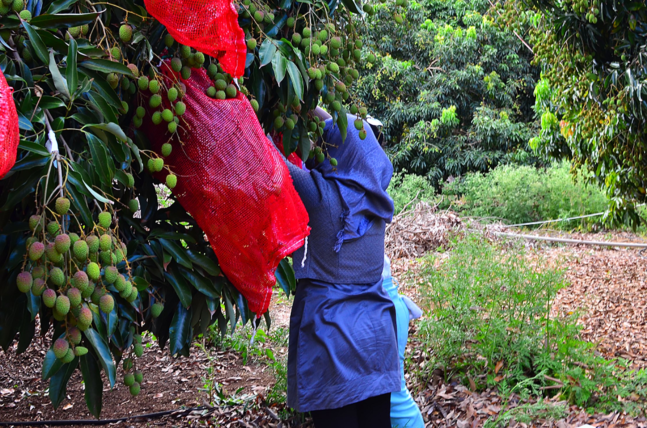 Nylon netted bags are used to protect lychee panicles from damage by the flying fox (Pteropus niger) in Mauritius