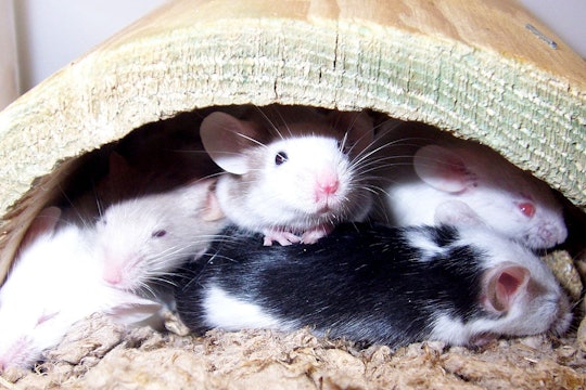 Black and white mice crowded together