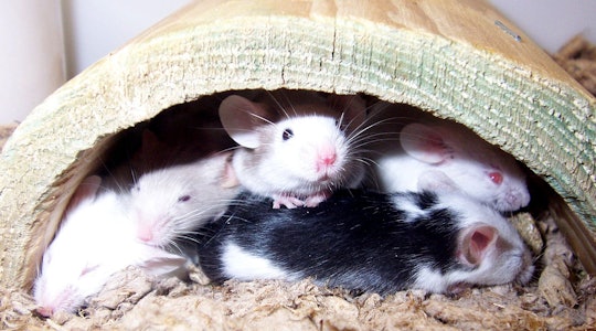 Black and white mice crowded together
