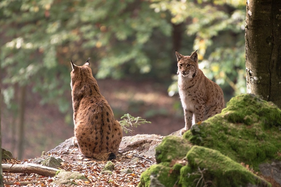 two bobcats sitting on a rock