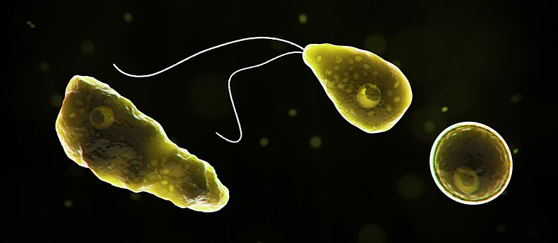 microscope photo of amoeba on a black background