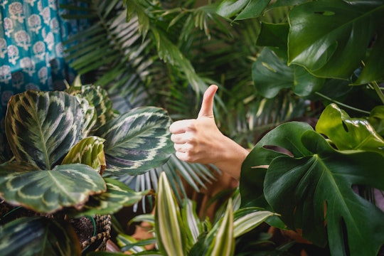 a hand giving a thumbs up in a sea of houseplants