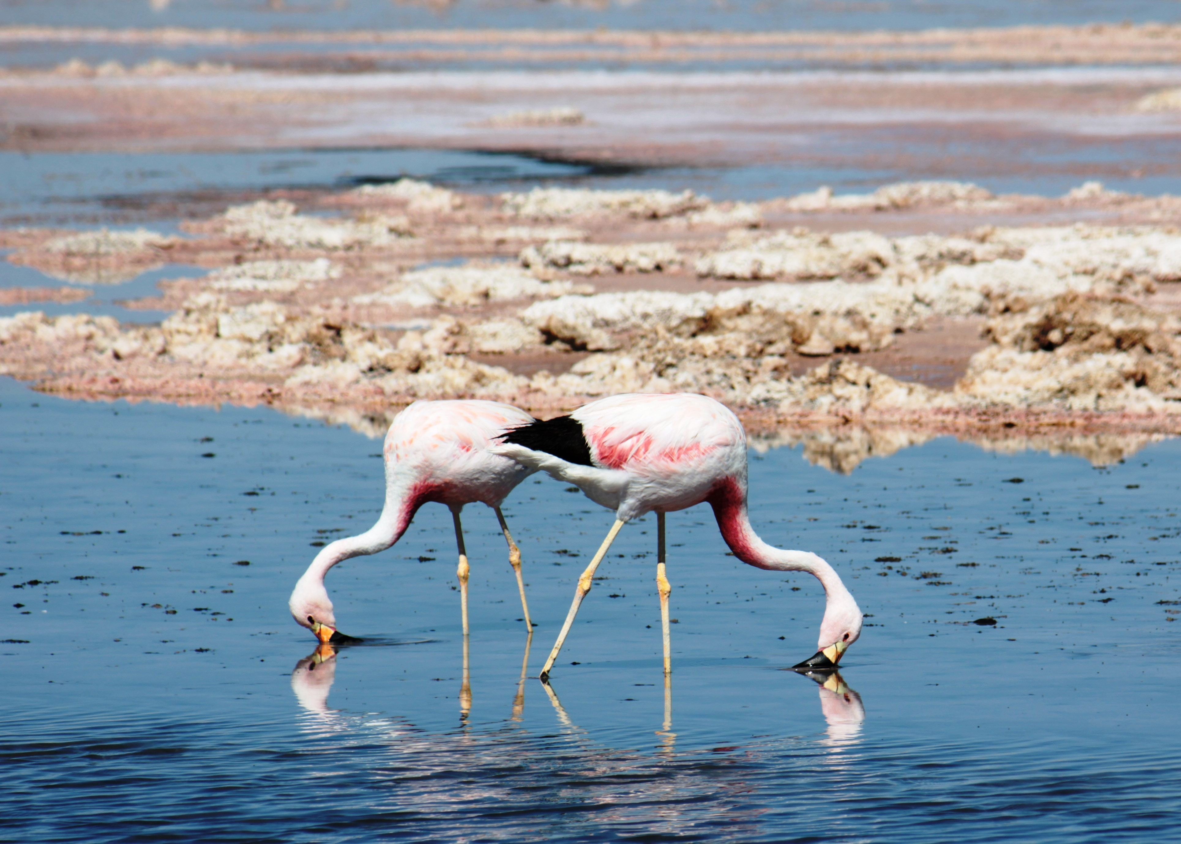 Two flamingos drink from a pool of water in the Atacama Desert.