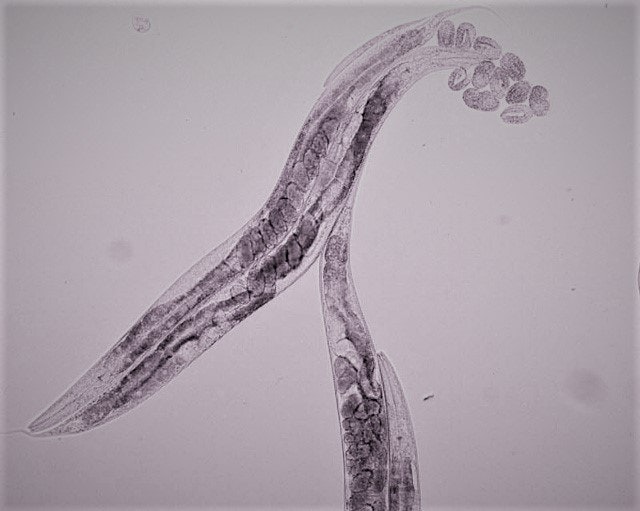 C. elegans with eggs