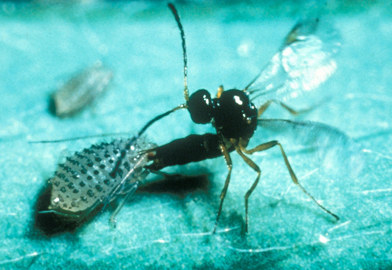 parasitic wasp