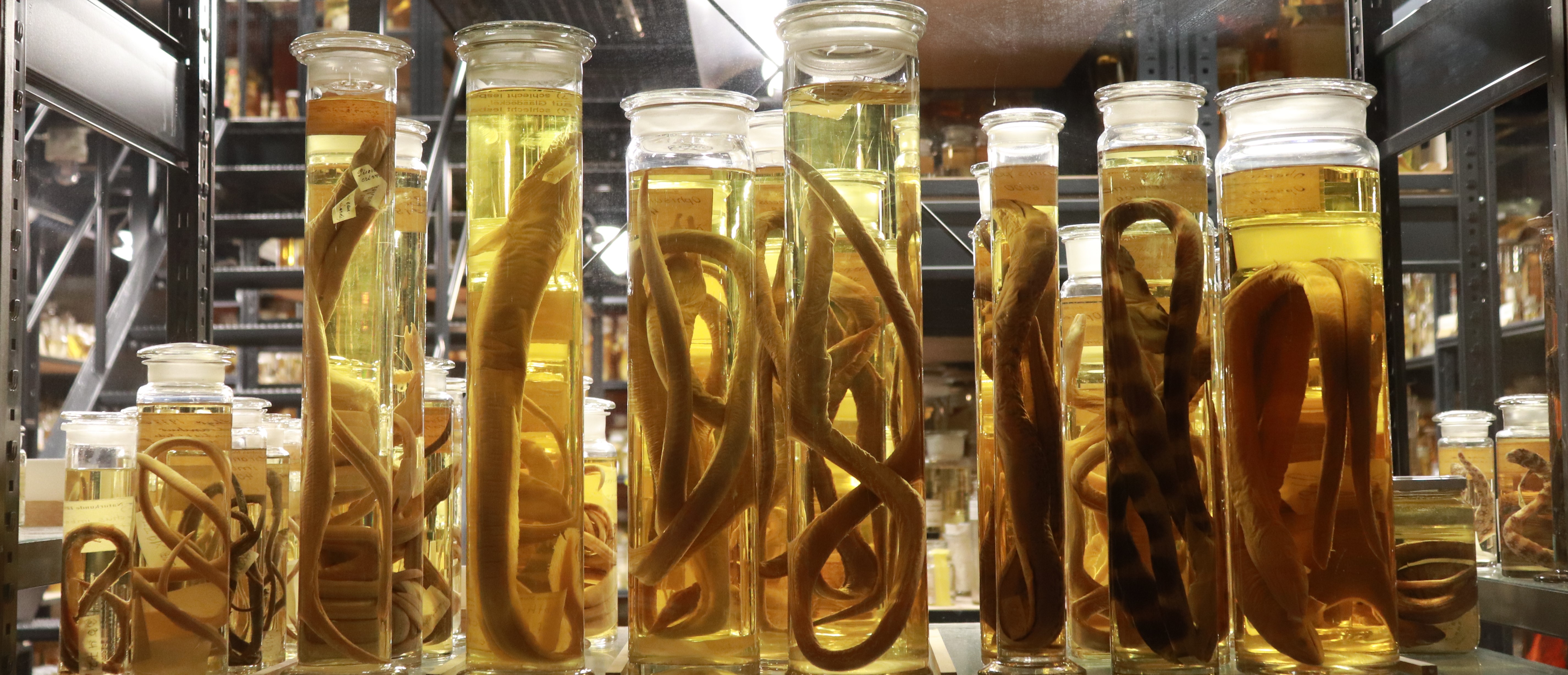 Animals preserved in formaldehyde at the Museum of Natural History in Berlin, Germany  