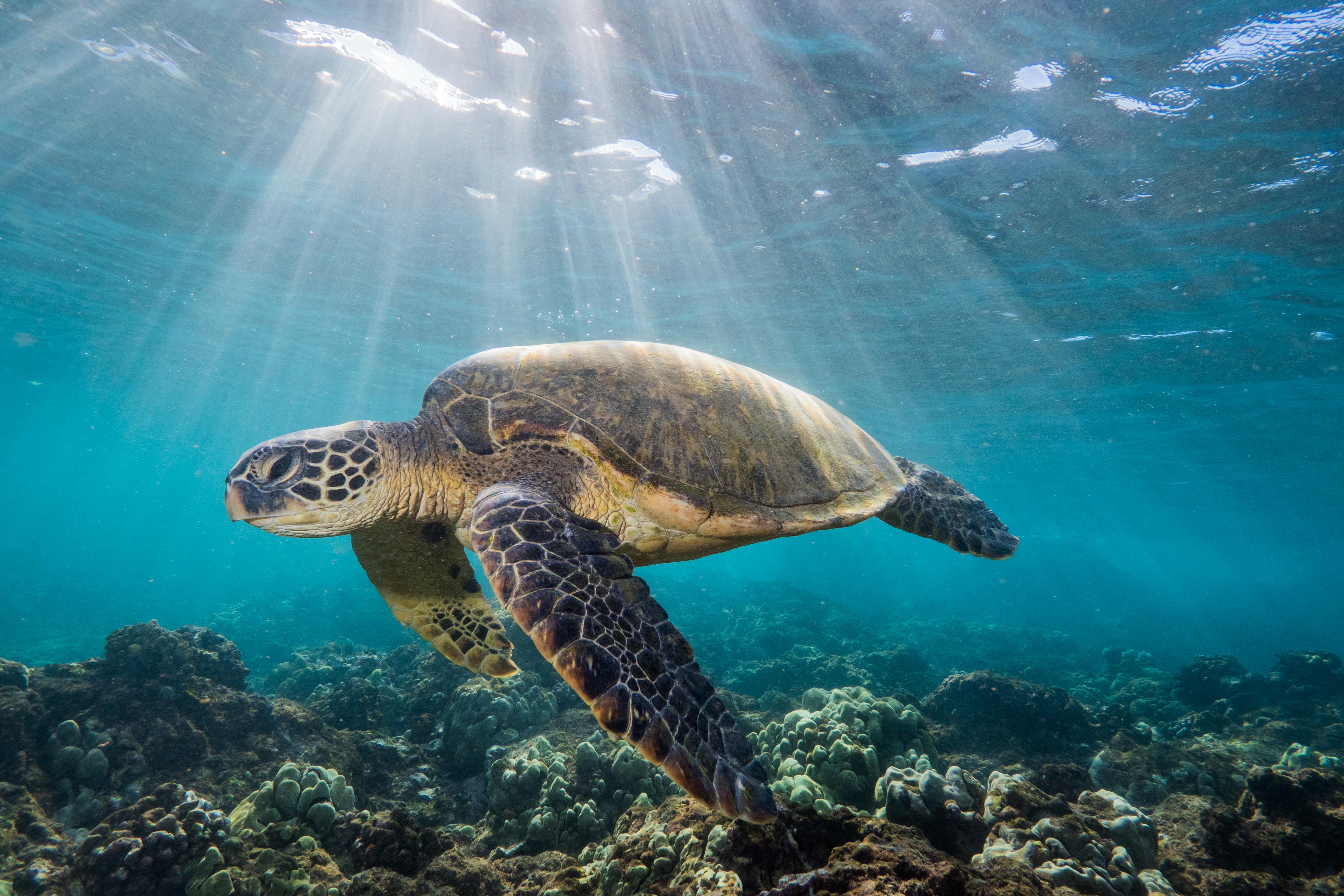 Green sea turtle underwater