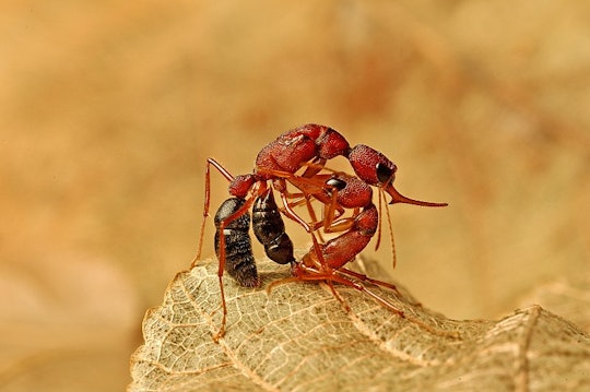 two red ants with black butts fighting on a leaf