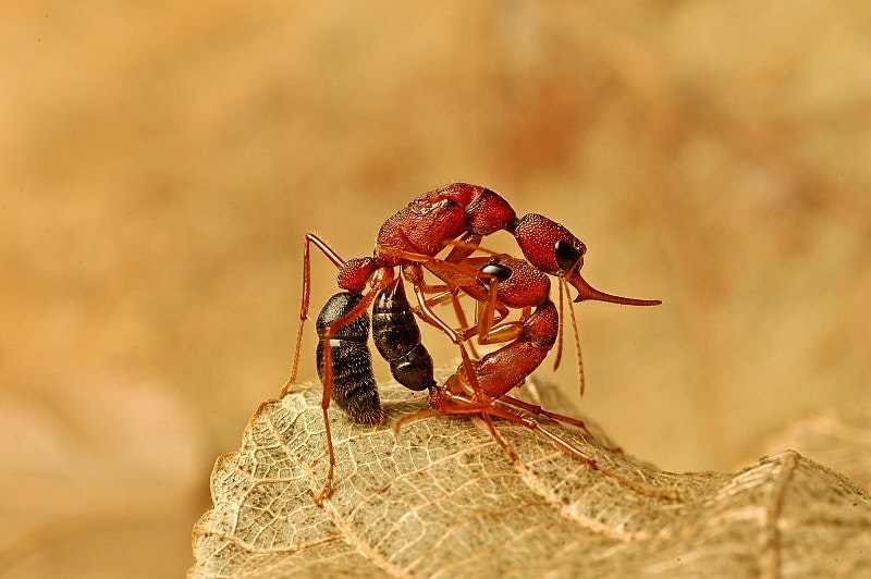 two red ants with black butts fighting on a leaf