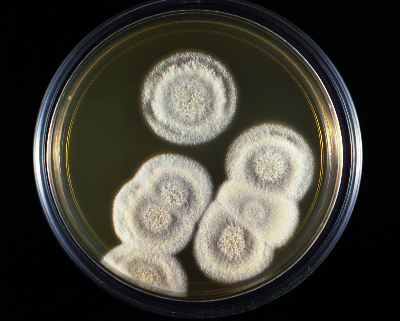 An agar plate with fuzzy circles of Valley Fever (Coccidioides immitis) fungus growing.