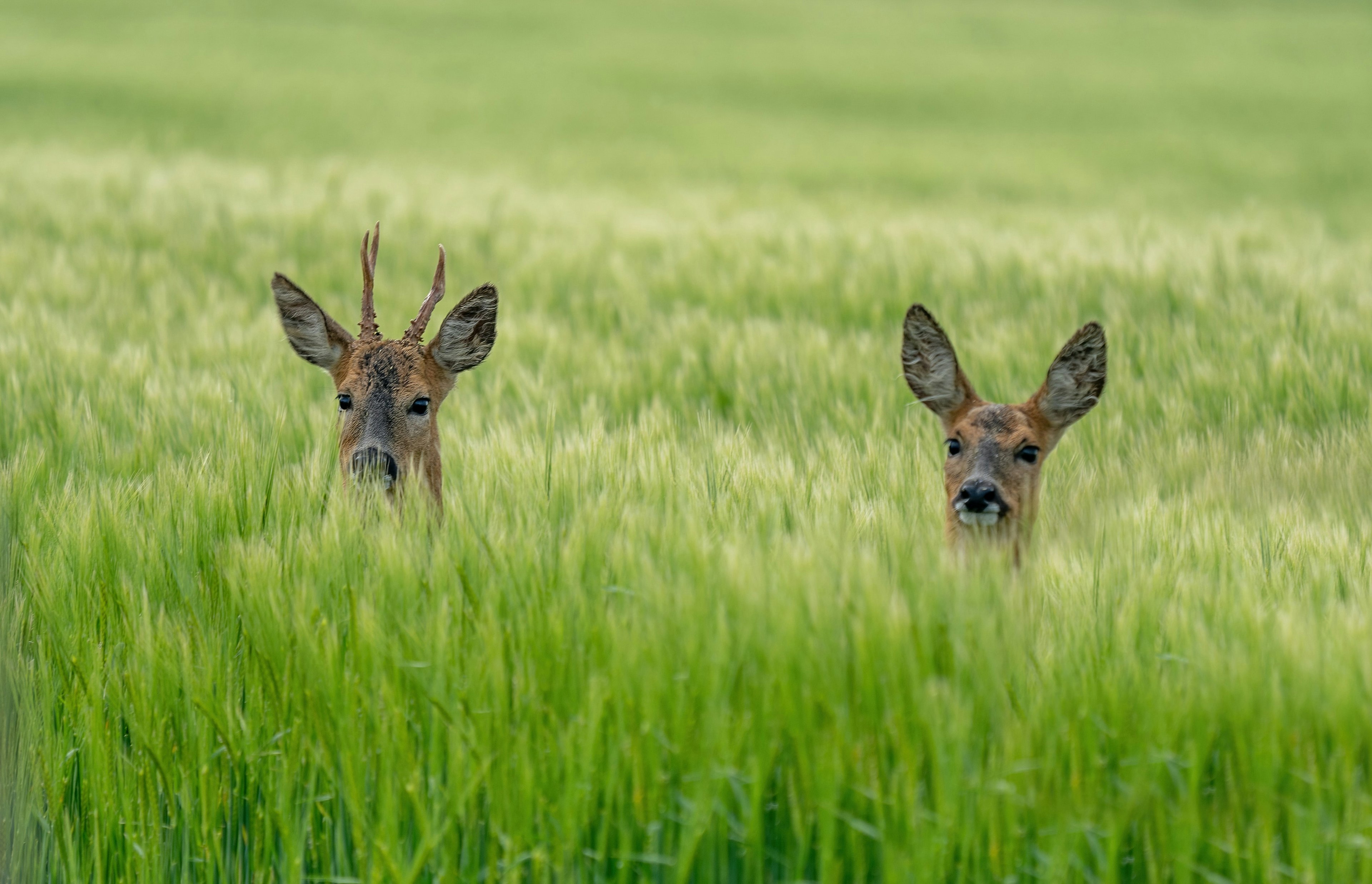 a pair of roe deer popping their heads up from a field
