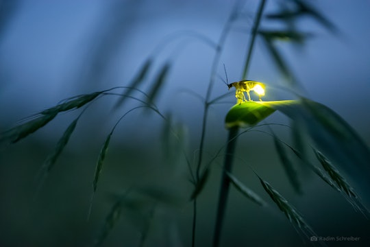 Firefly on leaf