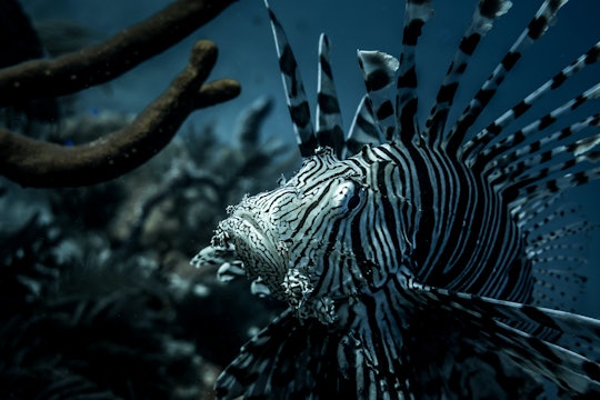 Close up image of a lionfish Close up image of a lionfish