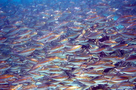 School of Goldband Fusilier fish from Papua New Guinea
