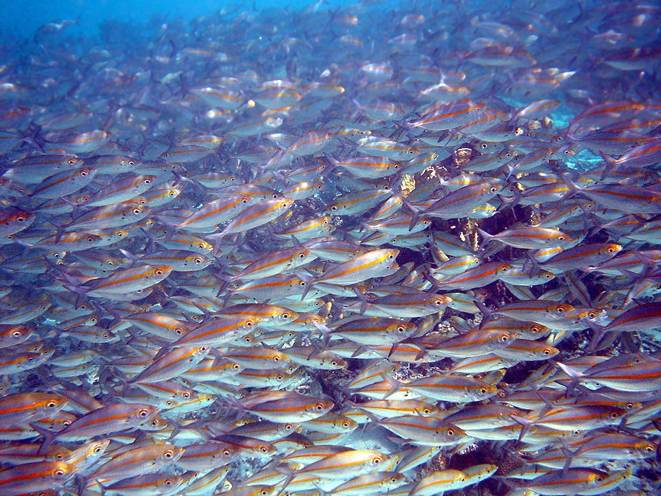 School of Goldband Fusilier fish from Papua New Guinea