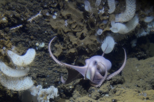 An octopus spreads its arms out on the ocean floor, surrounded by plants and rocks.