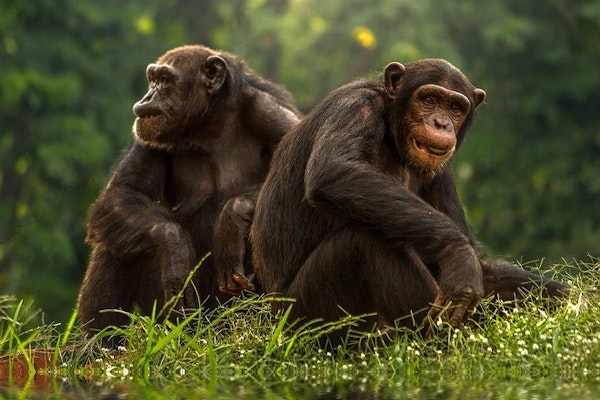 Tiny Molecule Has Big Effect On Brains >> Bonobos Penchant For Aquatic Herbs Might Be Why We Have Such Big Brains Tiny Molecule Has Big Effect On Brains >> Bonobos Penchant For Aquatic Herbs Might Be Why We Have Such Big Brains