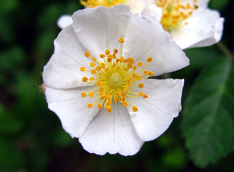a white rose with yellow stamens