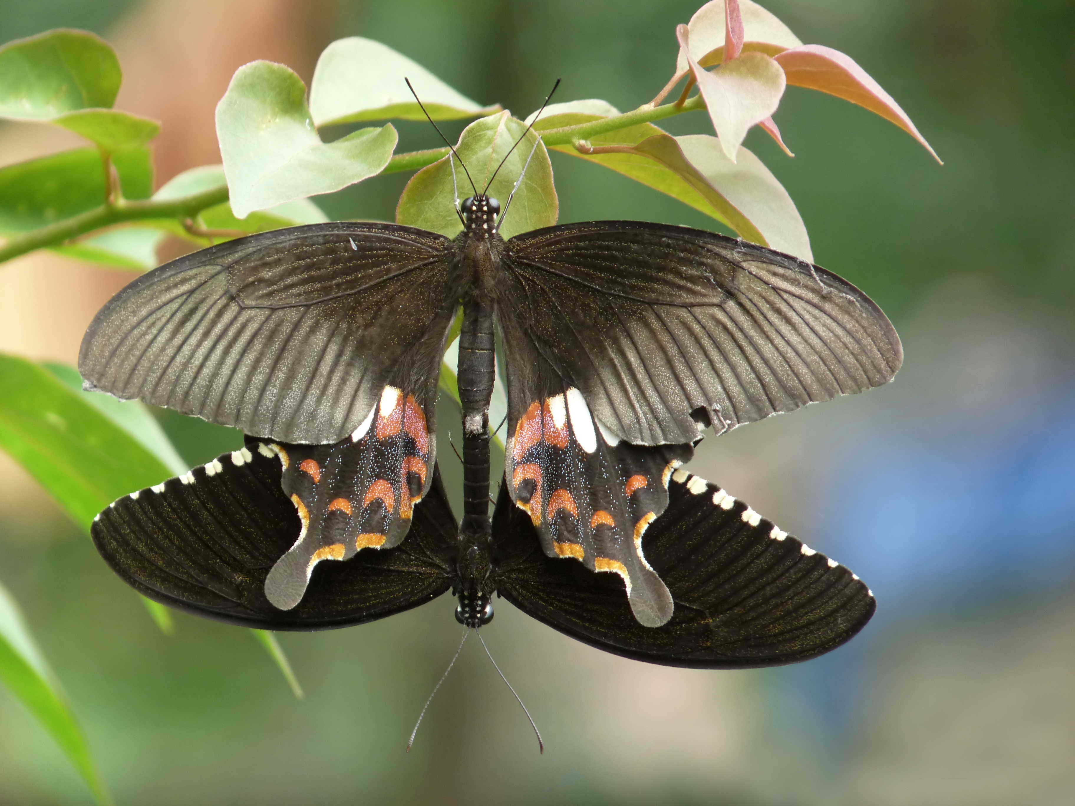A pair of Papilio polytes mating in Kadavoor