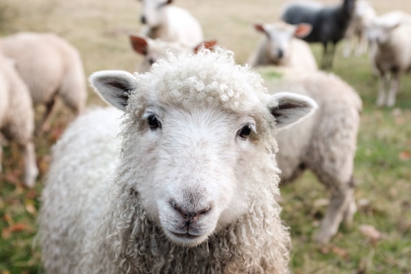 A very cute white sheep staring at the camera with other sheep in the background