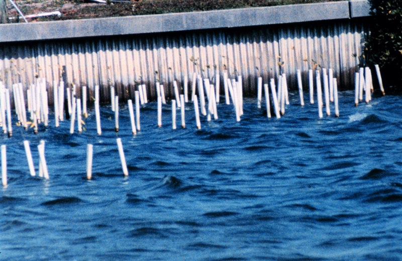 A group of mangrove seedlings are protected by PVC pipes at a marina in Florida.
