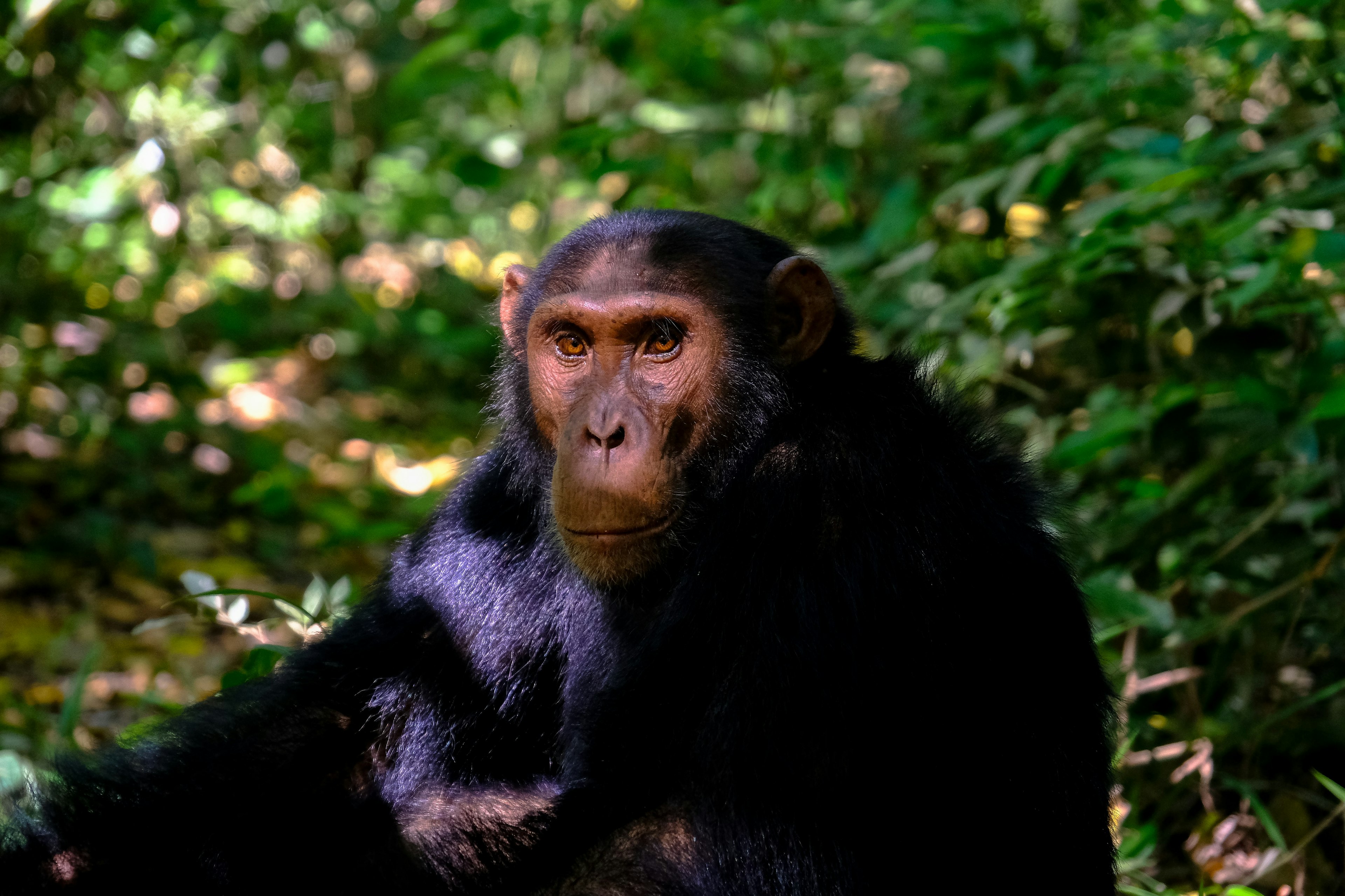 chimpanzee sitting in the forest