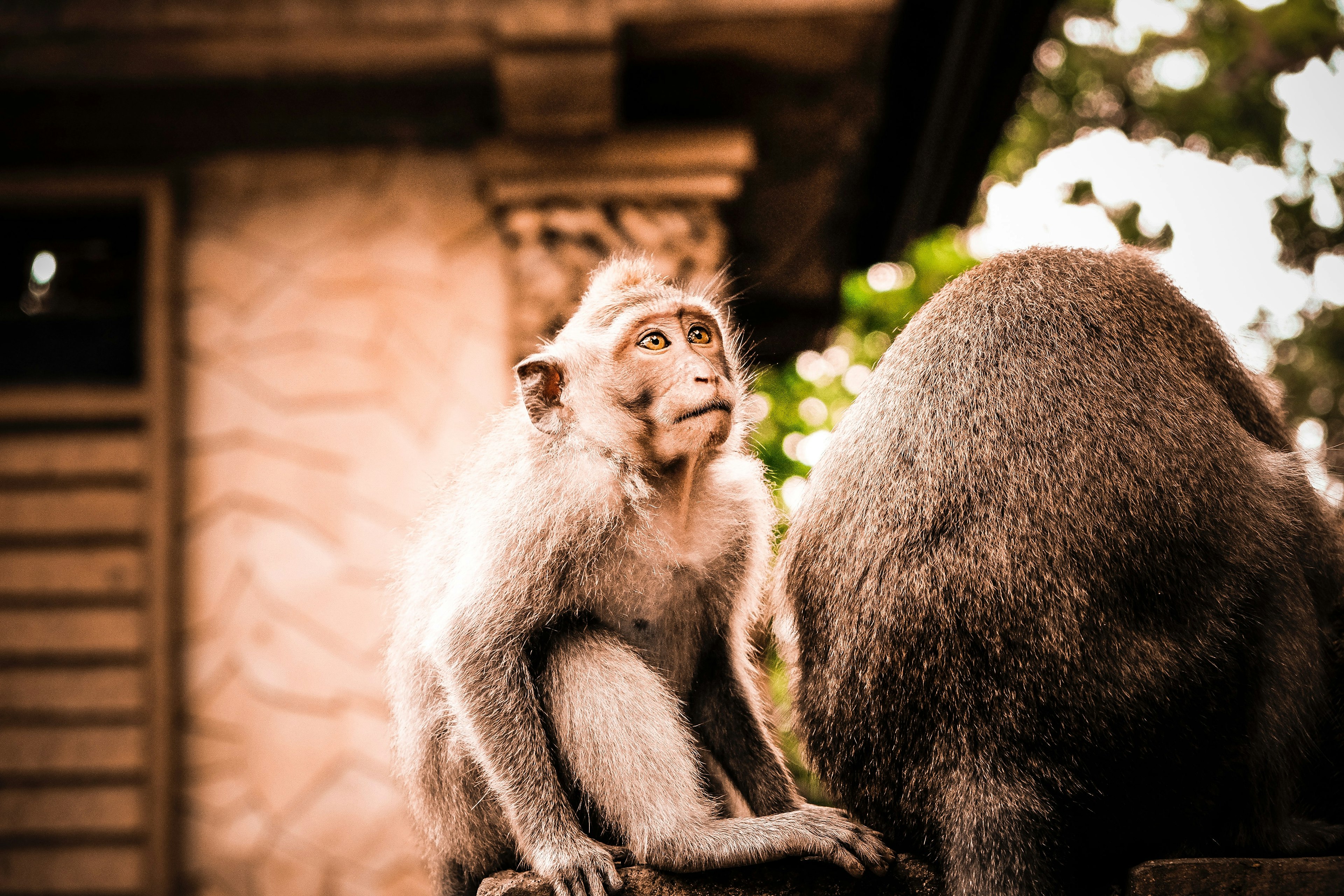a macaque monkey staring at something