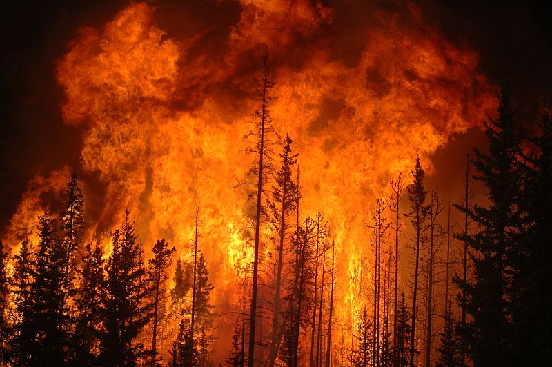 huge orange forest fire burning black pine trees