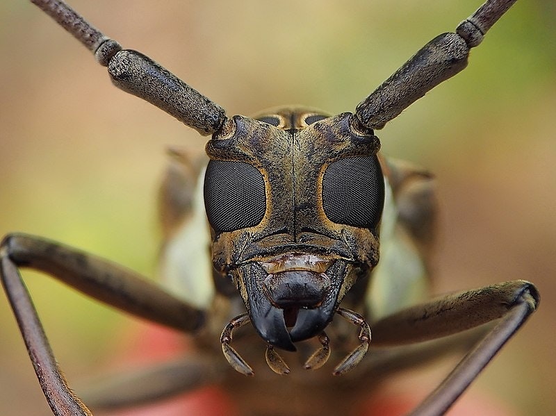 A close up of a longhorn beetle's face