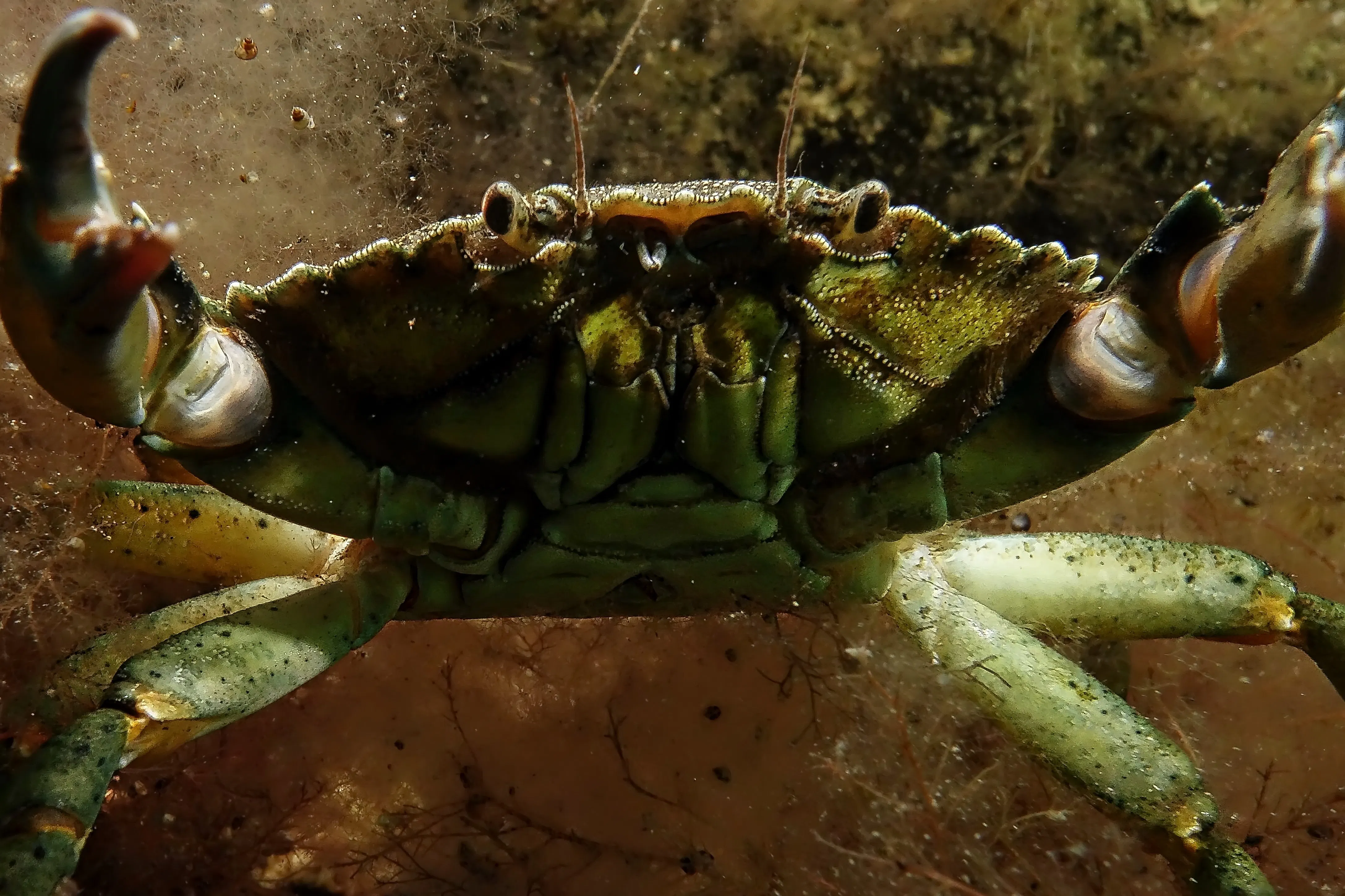 Stressed out crabs don't camouflage very well
