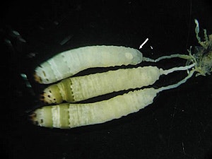 3 Leucochloridium Paradoxum (parasitic flatworm)