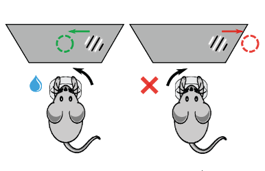 a diagram of a mouse making a decision to turn a wheel