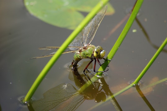 Green dragonfly in pond water