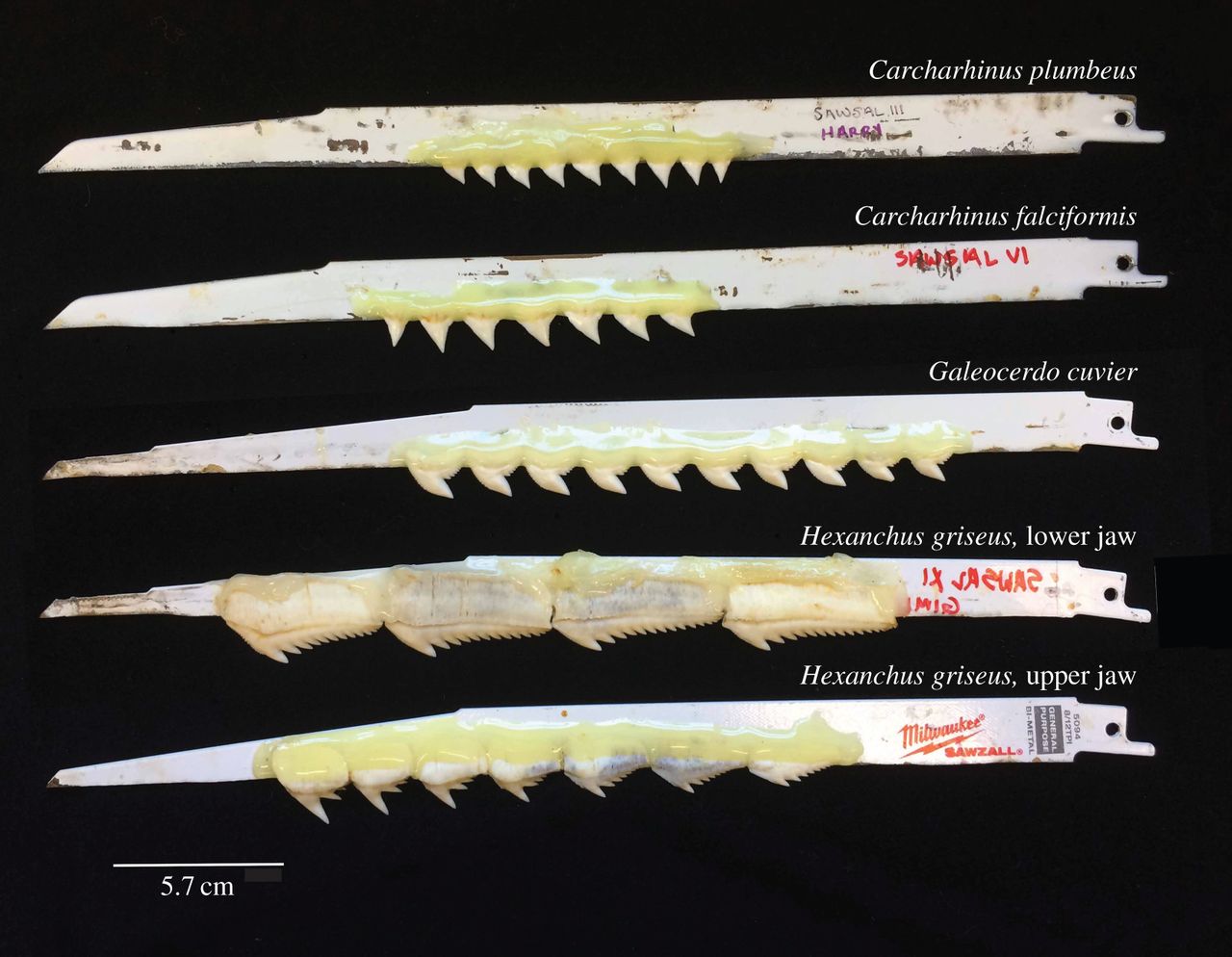 teeth attached to a saw blade