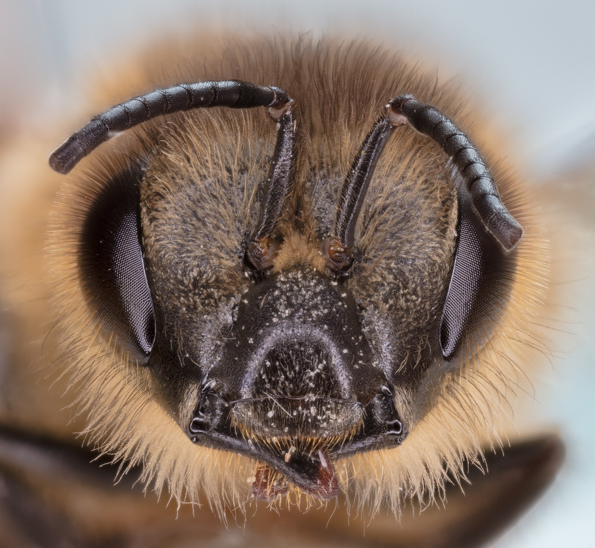 The head of a plasterer bee, a short-tongued bee